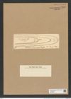 Chaetoceros peruvianus Brightw. (de-Toni-Nr.: Genus 149, Species 4114) Zeichnungen Sammlung Grunow Nr. 7656 (NHMW-BOT-W0376843)